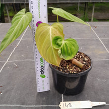 Load image into Gallery viewer, #148 Philodendron Glorious