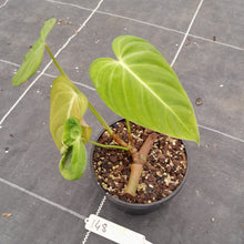 Load image into Gallery viewer, #148 Philodendron Glorious