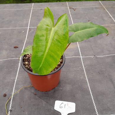 #61 Philodendron Paraiso Verde