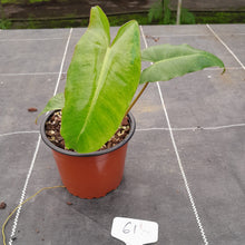 Load image into Gallery viewer, #61 Philodendron Paraiso Verde