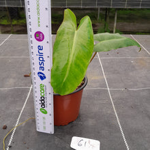 Load image into Gallery viewer, #61 Philodendron Paraiso Verde