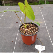 Load image into Gallery viewer, #61 Philodendron Paraiso Verde