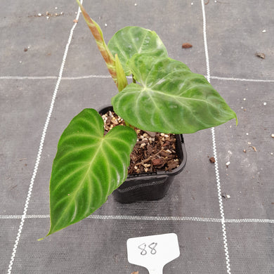 #88 Philodendron Verrucosum