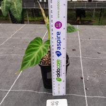 Load image into Gallery viewer, #88 Philodendron Verrucosum