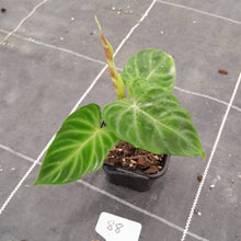 Load image into Gallery viewer, #88 Philodendron Verrucosum