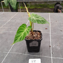 Load image into Gallery viewer, #88 Philodendron Verrucosum