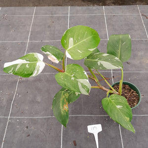 #119 Large Philodendron White Princess