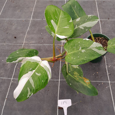#119 Large Philodendron White Princess