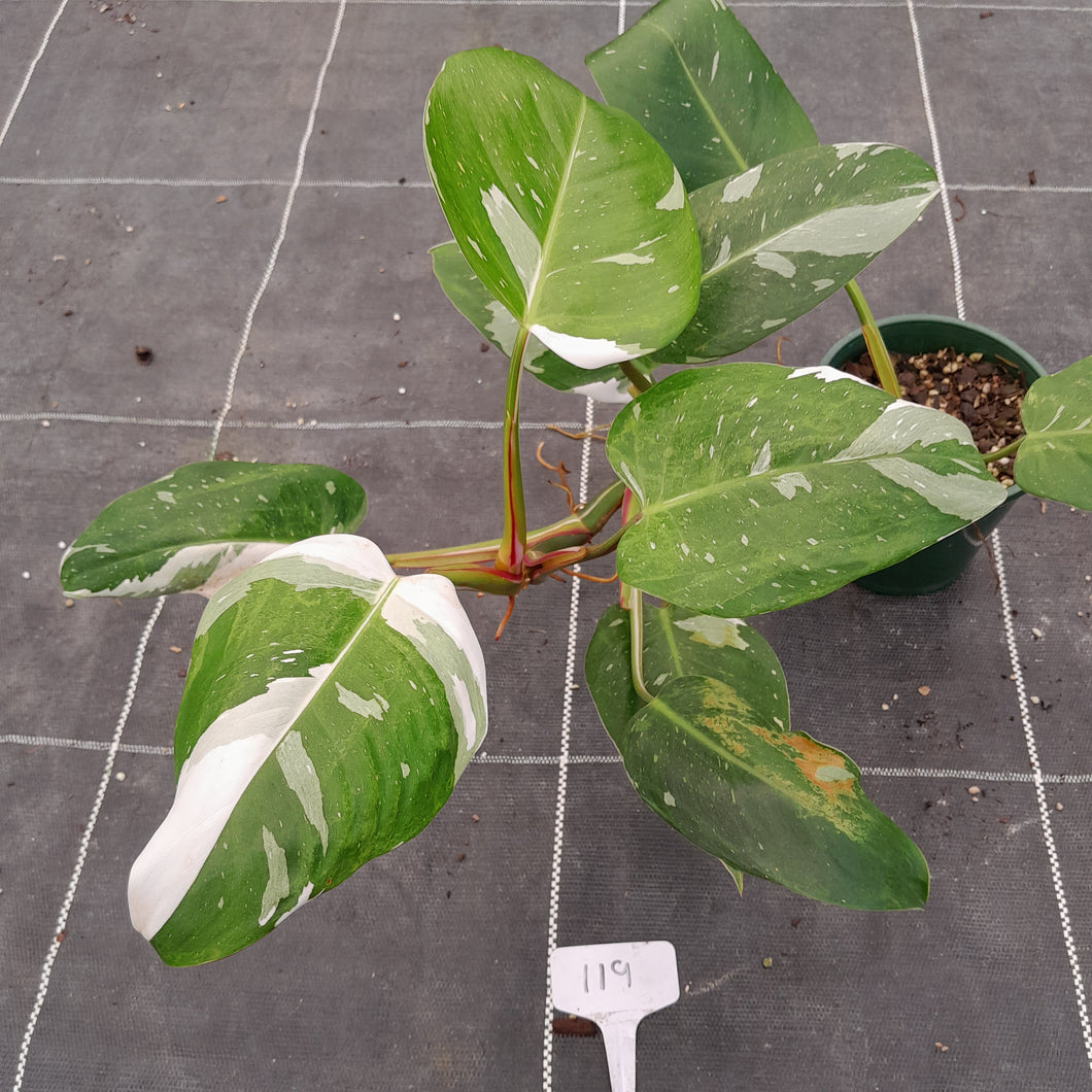 #119 Large Philodendron White Princess