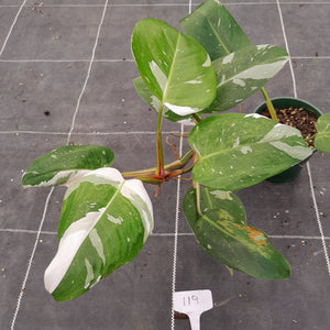 #119 Large Philodendron White Princess