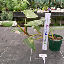 Load image into Gallery viewer, #119 Large Philodendron White Princess