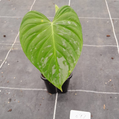 #892 Philodendron Majestic