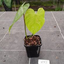 Load image into Gallery viewer, #892 Philodendron Majestic