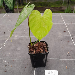 #892 Philodendron Majestic
