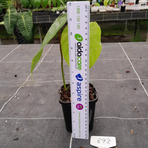 #892 Philodendron Majestic