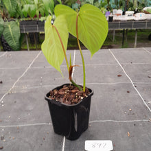 Load image into Gallery viewer, #892 Philodendron Majestic
