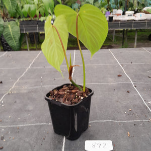 #892 Philodendron Majestic