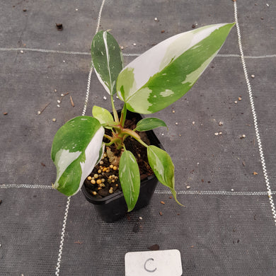 #C Philodendron White Princess