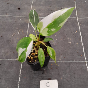 #C Philodendron White Princess