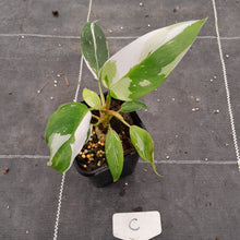 Load image into Gallery viewer, #C Philodendron White Princess