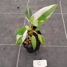 Load image into Gallery viewer, #C Philodendron White Princess