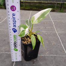 Load image into Gallery viewer, #C Philodendron White Princess