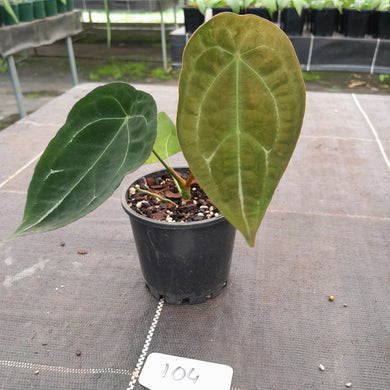 #104 Anthurium Forgetii Pure