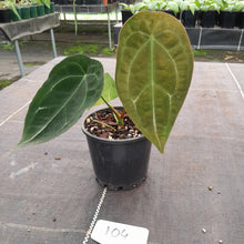 Load image into Gallery viewer, #104 Anthurium Forgetii Pure