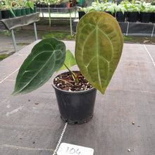 Load image into Gallery viewer, #104 Anthurium Forgetii Pure