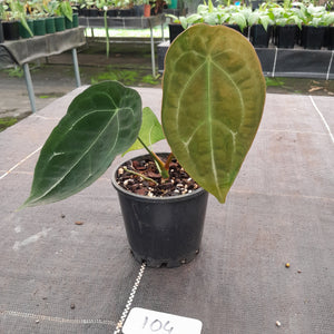 #104 Anthurium Forgetii Pure