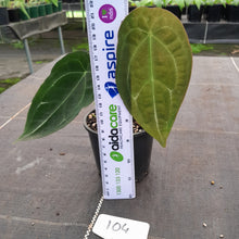 Load image into Gallery viewer, #104 Anthurium Forgetii Pure