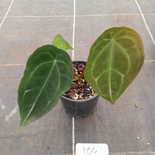 Load image into Gallery viewer, #104 Anthurium Forgetii Pure