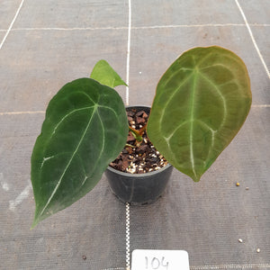 #104 Anthurium Forgetii Pure