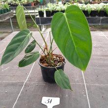Load image into Gallery viewer, #31 Philodendron Esmeraldense