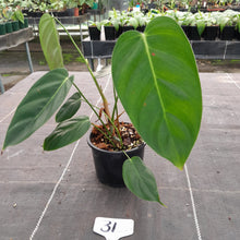 Load image into Gallery viewer, #31 Philodendron Esmeraldense