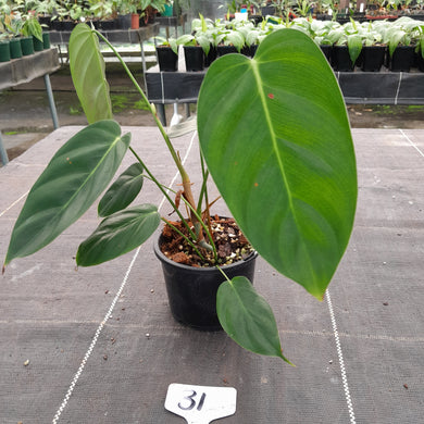 #31 Philodendron Esmeraldense