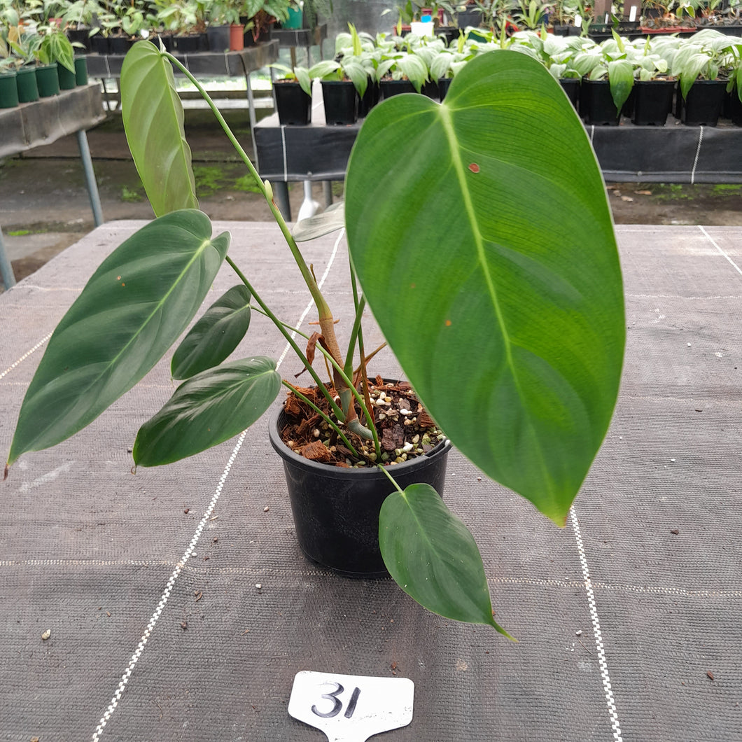 #31 Philodendron Esmeraldense