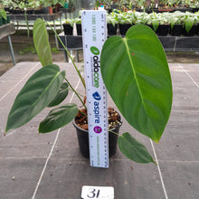 Load image into Gallery viewer, #31 Philodendron Esmeraldense