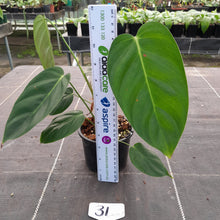 Load image into Gallery viewer, #31 Philodendron Esmeraldense