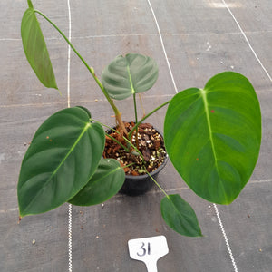 #31 Philodendron Esmeraldense