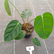 Load image into Gallery viewer, #31 Philodendron Esmeraldense