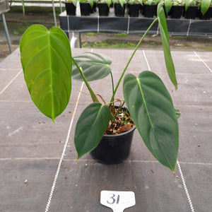 #31 Philodendron Esmeraldense