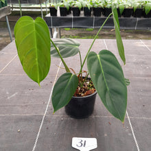 Load image into Gallery viewer, #31 Philodendron Esmeraldense
