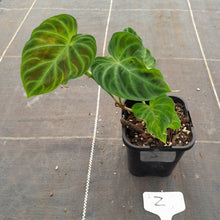 Load image into Gallery viewer, #Z Philodendron Verrucosum