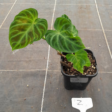 Load image into Gallery viewer, #Z Philodendron Verrucosum