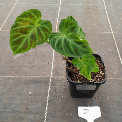 #Z Philodendron Verrucosum