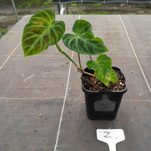 Load image into Gallery viewer, #Z Philodendron Verrucosum