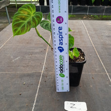 Load image into Gallery viewer, #Z Philodendron Verrucosum