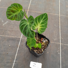 Load image into Gallery viewer, #Z Philodendron Verrucosum