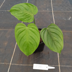 #170 Philodendron Tenue x Plowmanii